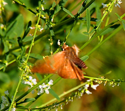 [Entire body of butterfly is visible as the wings are flapping away from it (and blurred from the action). It's in the midst of flower branches.]